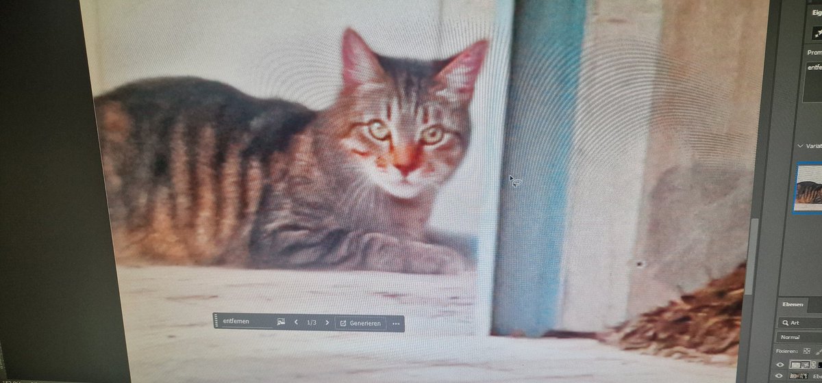 lollilo_'s tweet photo. I wanted to remove trash in the picture and AI gave me a cat, I love it :3 https://t.co/G0z5rcQnN1