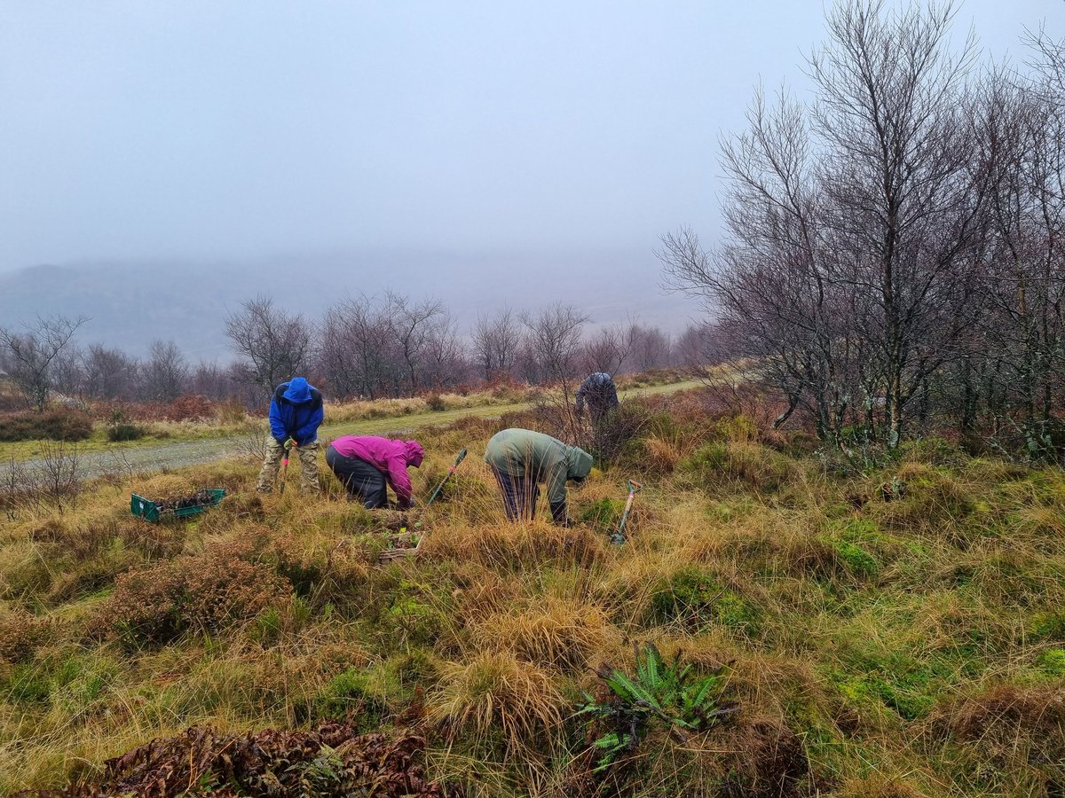 Restoring Hardknott Forest tweet media