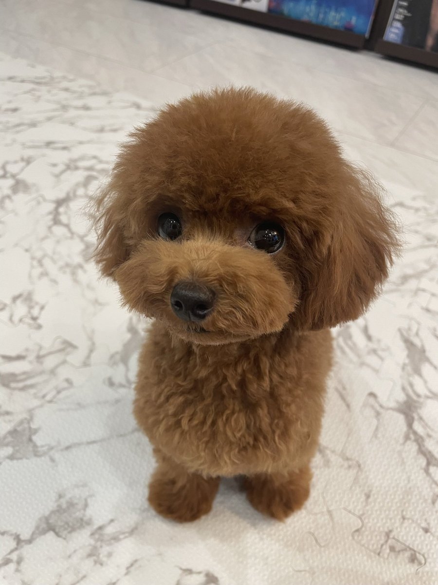 Late_Moca_O's tweet photo. かわゆす😻

#マルプー #ダップー #ティーカッププードル #マルチーズ #ミニチュアダックスフンド #癒し https://t.co/ZFpMU4sO82