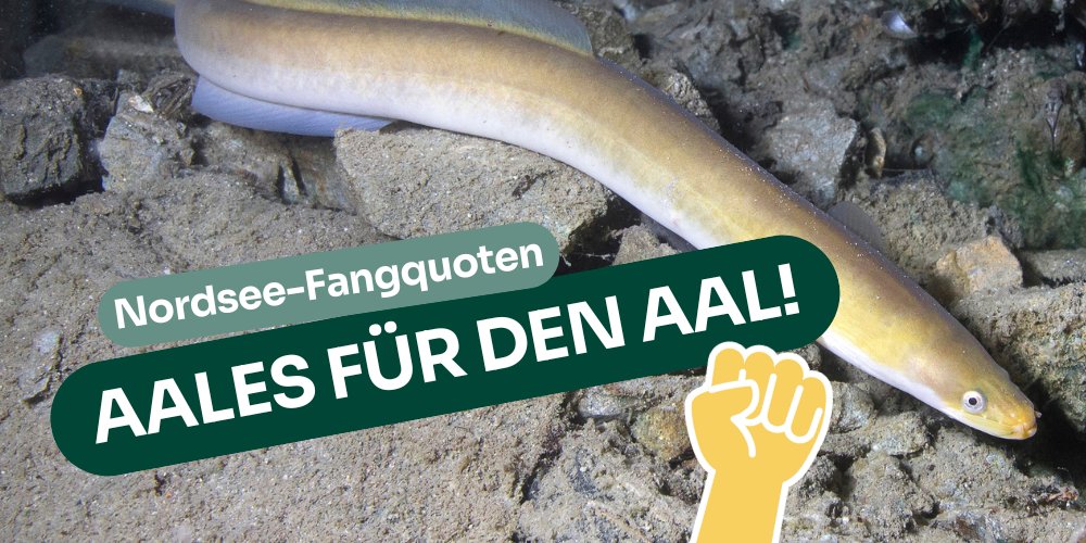 Wie viel schlechter muss es dem europ. #Aal noch gehen, bis der 🇪🇺-Fischereirat seinen Schutz endlich ernst nimmt u. die aktuellen Maßnahmen verstärkt statt sie weiter zu durchlöchern?! @bmel <a href="/cem_oezdemir/">Cem Özdemir</a> Nächste Woche aalles für den Aal geben! #AGRIFISH bund.net/meere/aal/