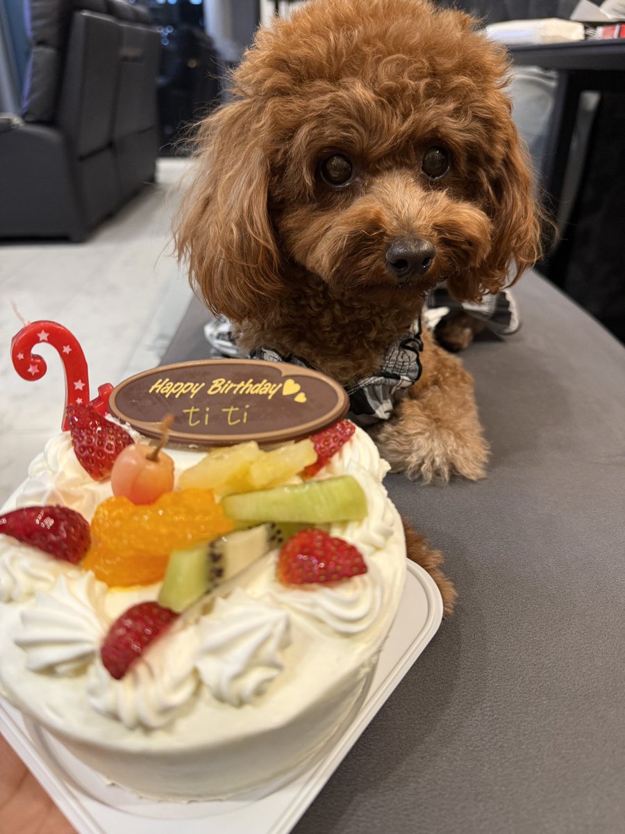 お家でもティティの誕生日会🎂
ティティは食べれないけどごめんね🙏
産まれてきてくれて本当にありがとう、これからもいっぱい楽しい時間を過ごそうね😊
#誕生日
#2歳の誕生日
#誕生日会
#プードル
#プードルの居る暮らし