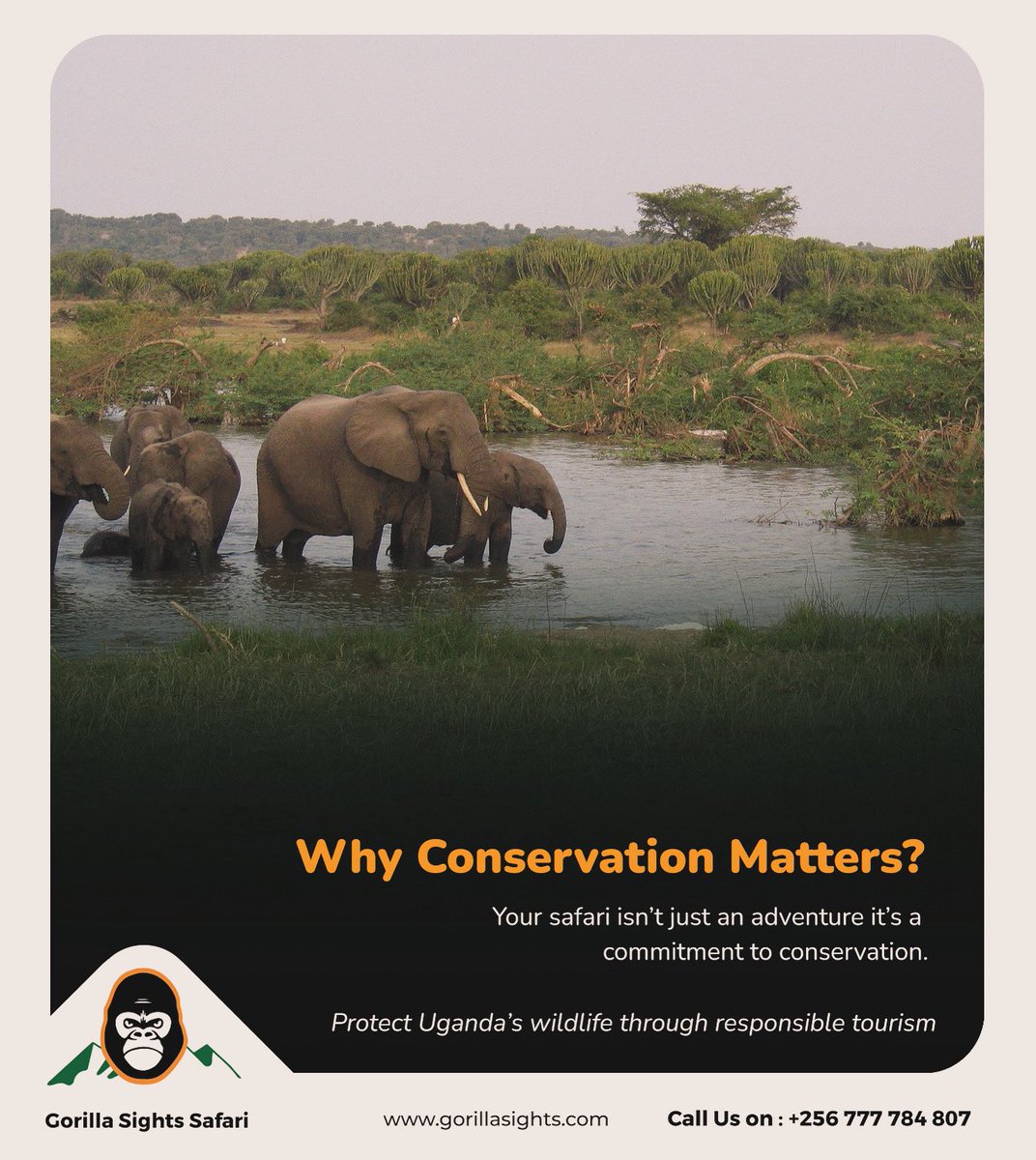 gorillasights's tweet photo. "Your safari isn’t just an adventure—it’s a commitment to conservation. 🌱🐾 Together, we’re protecting Uganda’s precious wildlife for future generations.
❤ Join us in making a difference.  Journey with us at @gorillasights https://t.co/2LoyZWefdu