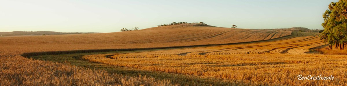 Crops you dream about.