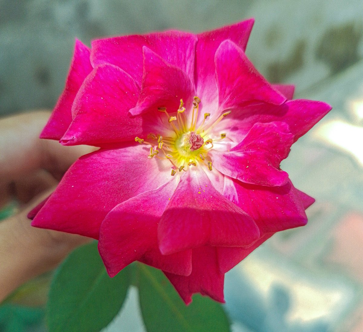 Sa19073Samb's tweet photo. A delicate rose showcasing nature's elegance 🌹✨
#vsco #mobilephotography #samsung #sambphotography #flowergarden #FlowersOfTwitter #flowerphotography #viewbug #photobysmileTD #photography #naturephotography #NatureBeauty #photographyisart #FLOWER #rosesinbloom #thursdayvibes https://t.co/3arORonu8k