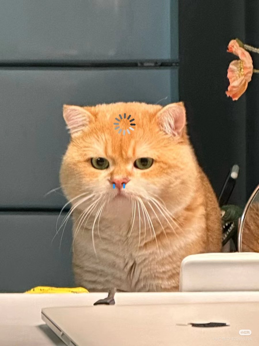 nocontextscats's tweet photo. https://t.co/QFpfIC6DaL
