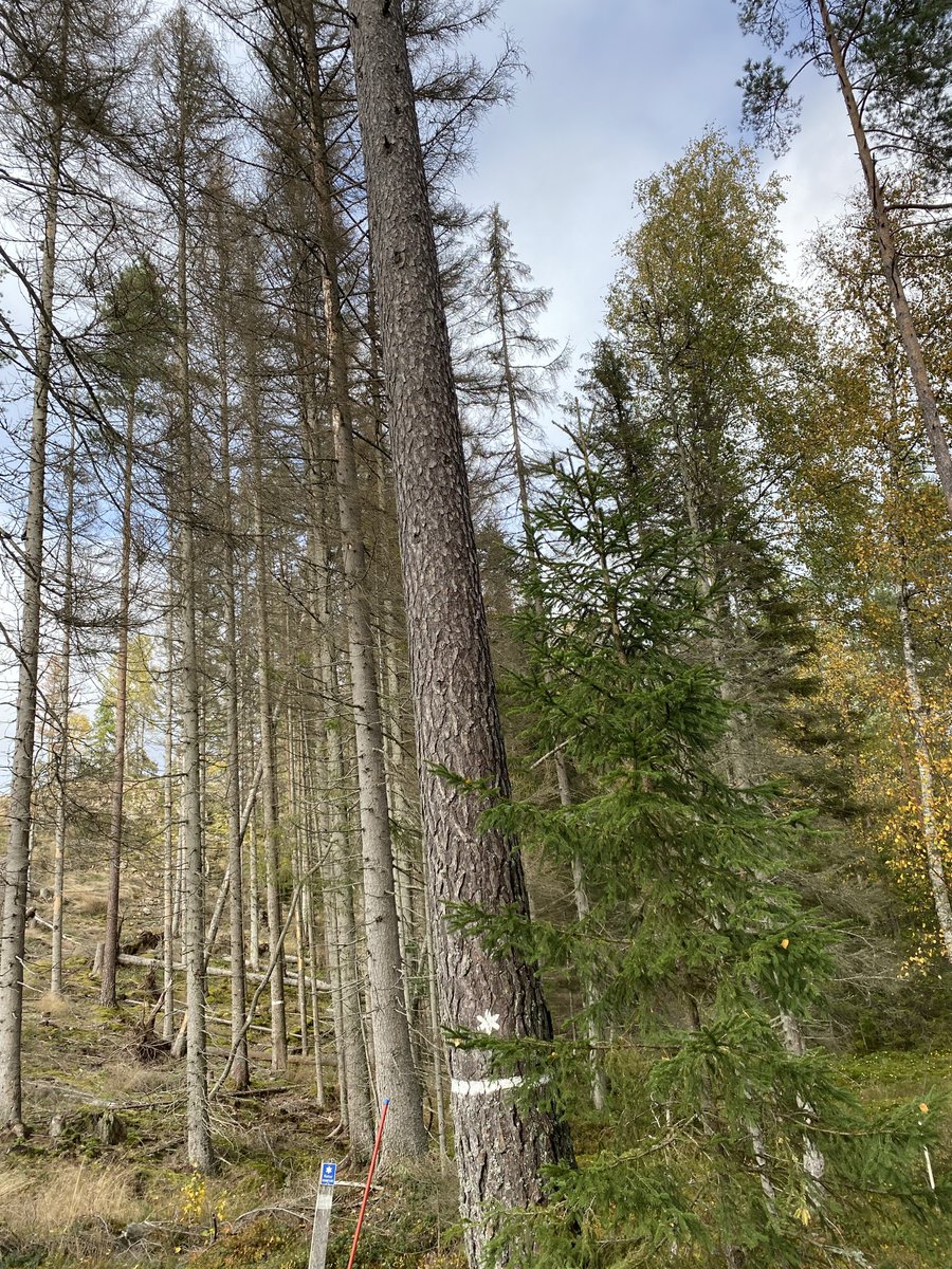 🌲Are conservation areas to blame for spruce bark beetle outbreaks?🪲New research by @SimonKarvemo  reveals it’s more complex than it seems! Soil moisture, mixed stands, &amp; natural enemies like clown beetles play key roles in shaping bark beetle dynamics: doi.org/10.1016/j.fore…