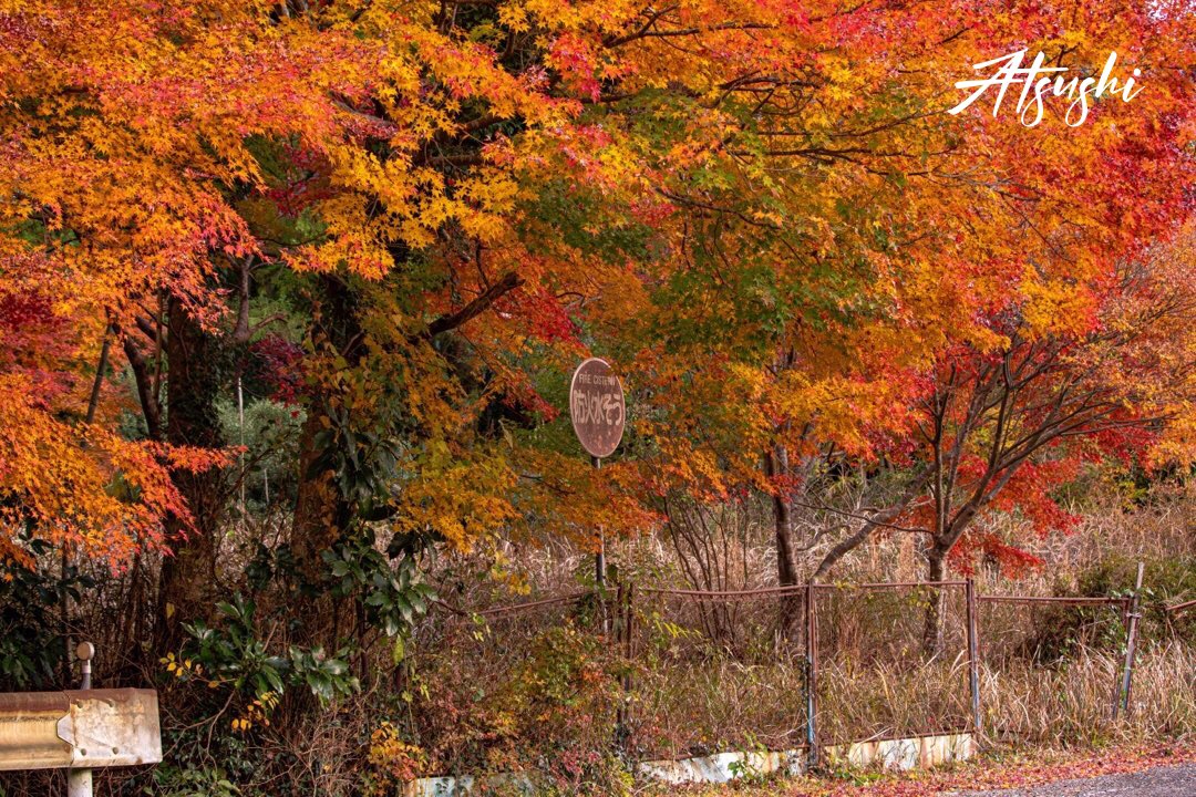 chik9uba's tweet photo. 鴨川市の紅葉が見頃でした

千葉はいいぞ！ https://t.co/ypnJWQIzFE