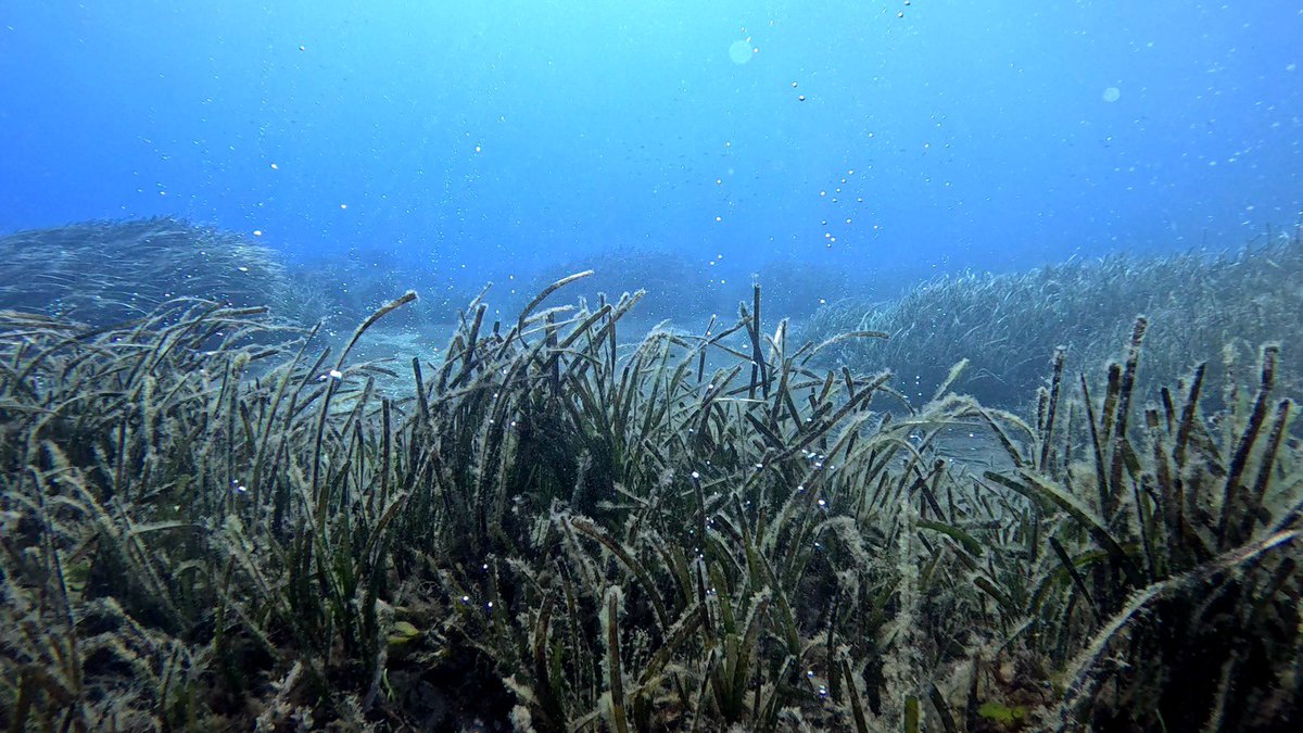 Come prevedere gli effetti del #cambiamentoclimatico sulla #Posidonia oceanica?

La risposta a questa domanda è nel #post al link: instagram.com/p/DDMgulVthly/…
