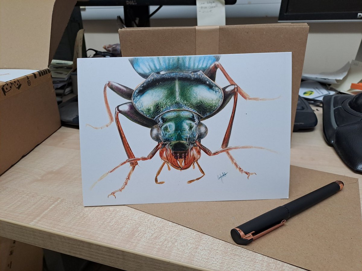kelly_jowett's tweet photo. Xmas cards are here! π€© With new limited edition designs. Stag beetle cards Β£2.50e/ 5 for Β£10. Carabid beetle Β£3.50e. Dung beetle Β£3.00e. Plus postage. DM for details! #insect #xmas #entomology #beetle #coleoptera #dungisfun #teambeetle #carabid #dungbeetle #stagbeetle https://t.co/wup9fSq6VA