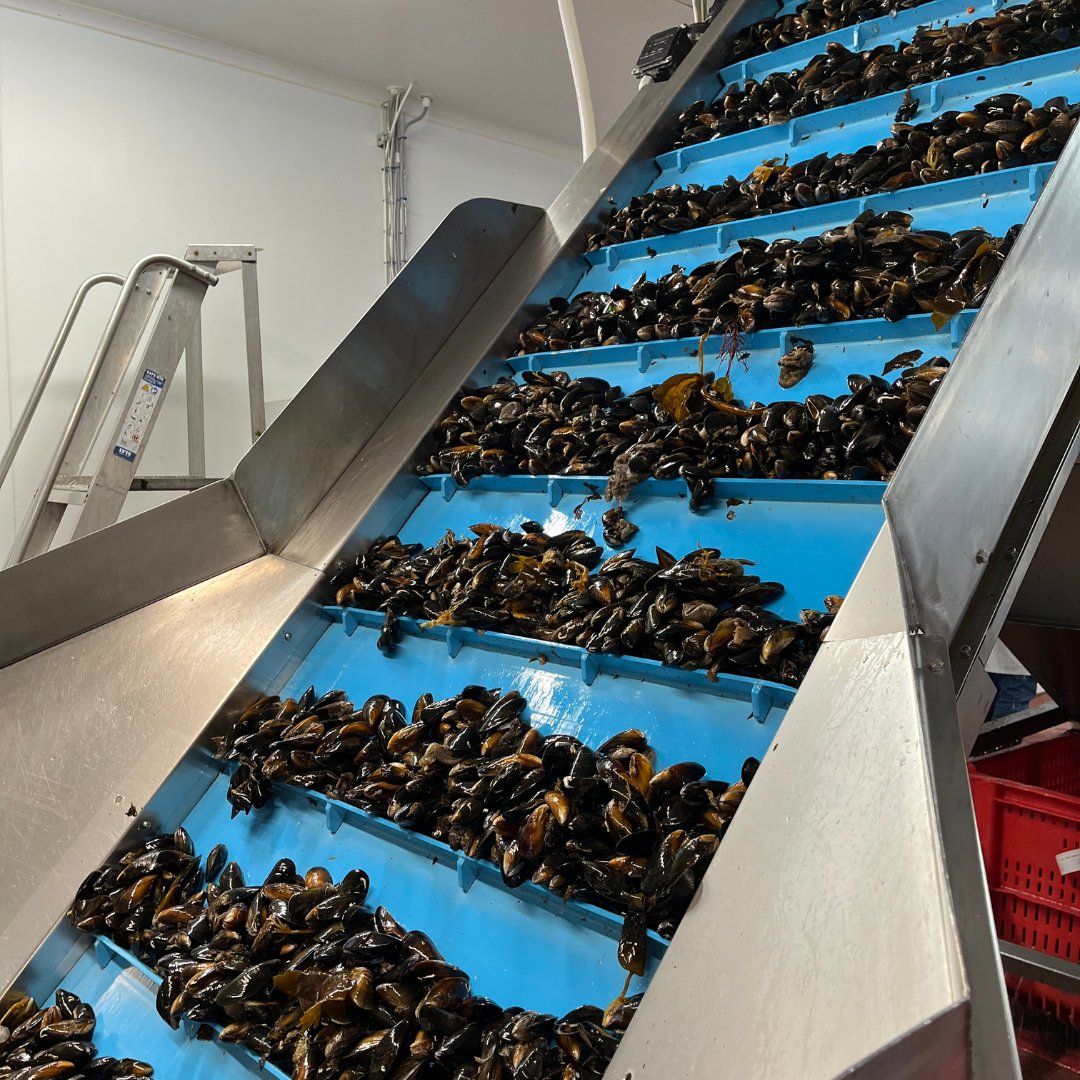 Brakes_Scotland's tweet photo. One (s)hell of a day visiting @scott_shellfish for a factory tour and tasting session last week! 🦪 🍽️
Big thanks to the team for a warm welcome and fascinating insight into sustainable shellfish production in Scotland! 🐟
#ScottishShellfish #ScottishSeafood #SustainableSeafood https://t.co/PNMPgvkpze