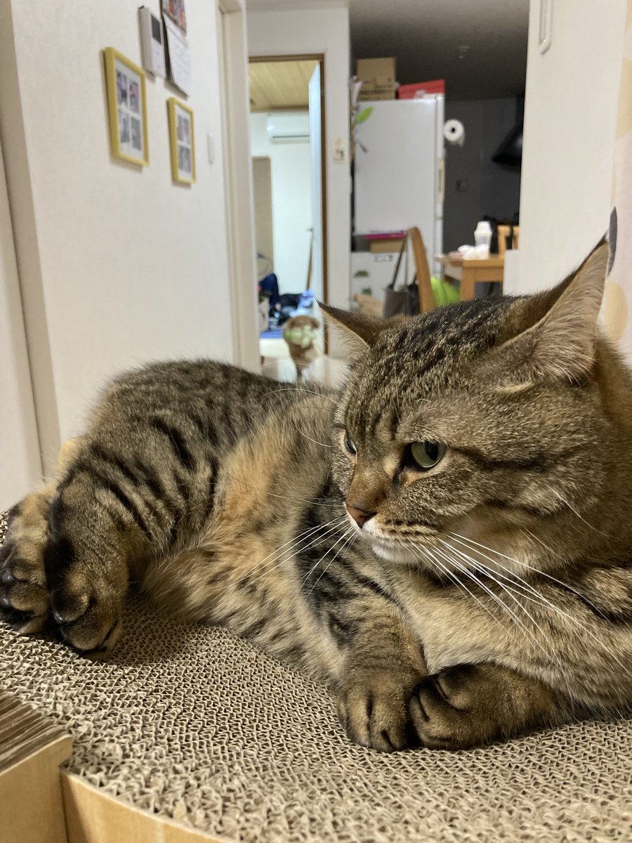 shakonyan's tweet photo. おやすみニャさい🌙
また明日❣️
とろろもいるよ！
一枚目、難しいかな？ https://t.co/xN0LvhVq0k