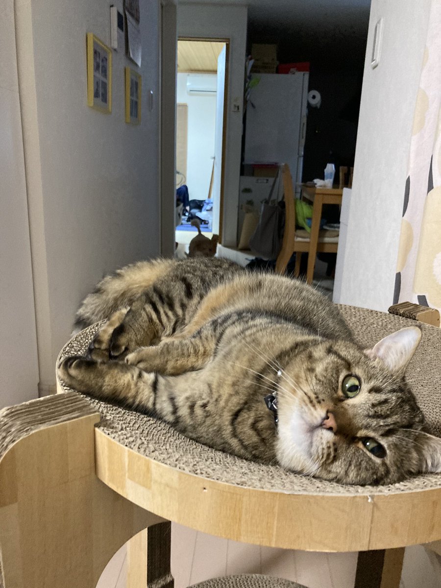 shakonyan's tweet photo. おやすみニャさい🌙
また明日❣️
とろろもいるよ！
一枚目、難しいかな？ https://t.co/xN0LvhVq0k