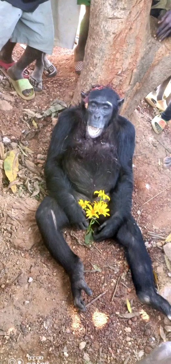 Ce gorille vient d'être abattu dans les aires protégées de Landja Mboko. Le mammifère était sur le point de faire du mal à une femme qui cherchait des fagots lorsqu'il a été tué par un élément des FACAS. Son corps est transféré au ministère des eaux et forêts.