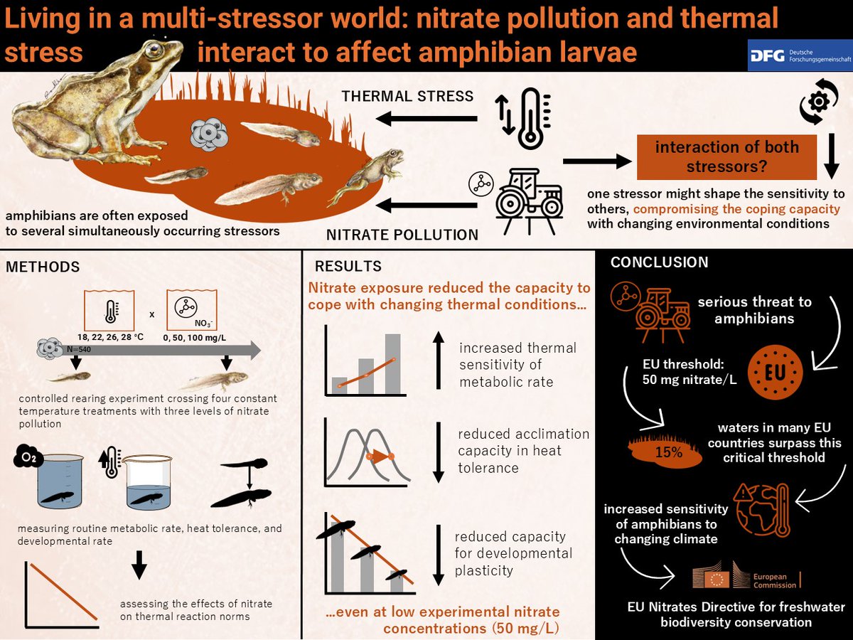 Katharina Ruthsatz (@kruthsatz) on Twitter photo 🐸🌡️☣️In our new paper shorturl.at/1nV4R in <a href="/J_Exp_Biol/">Journal of Experimental Biology</a> we investigated the interactive effects of thermal stress and nitrate pollution on development and acclimation capacity in amphibian larvae.
<a href="/PaulaEterovick/">Paula Cabral Eterovick</a> <a href="/NatashaKrugerSA/">Natasha Kruger, PhD</a>
<a href="/dfg_public/">DFG public | @dfg_public@wisskomm.social</a>
🎨🐸: <a href="/Ingumibio/">Ingrid Ribeiro</a>
🧵(1/8) 🐸🌡️☣️In our new paper shorturl.at/1nV4R in <a href="/J_Exp_Biol/">Journal of Experimental Biology</a> we investigated the interactive effects of thermal stress and nitrate pollution on development and acclimation capacity in amphibian larvae.
<a href="/PaulaEterovick/">Paula Cabral Eterovick</a> <a href="/NatashaKrugerSA/">Natasha Kruger, PhD</a>
<a href="/dfg_public/">DFG public | @dfg_public@wisskomm.social</a>
🎨🐸: <a href="/Ingumibio/">Ingrid Ribeiro</a>
🧵(1/8)