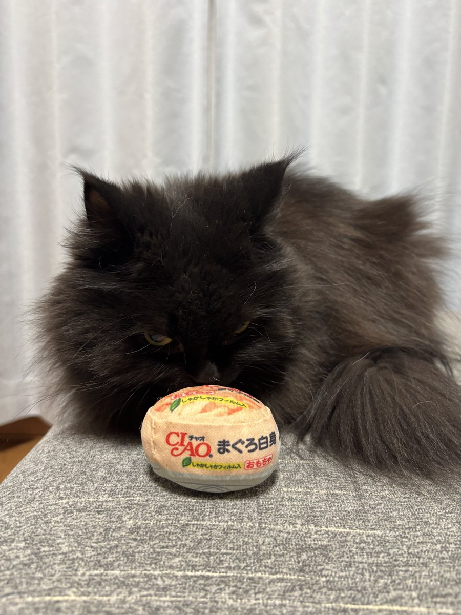 korokorodaifuku's tweet photo. だいふくちゃんのお気に入りクンスカ https://t.co/aBtJjXRo36