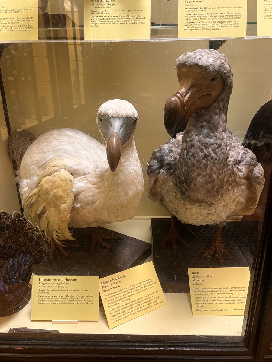 Dodo, right, and Reunion Dodo left.