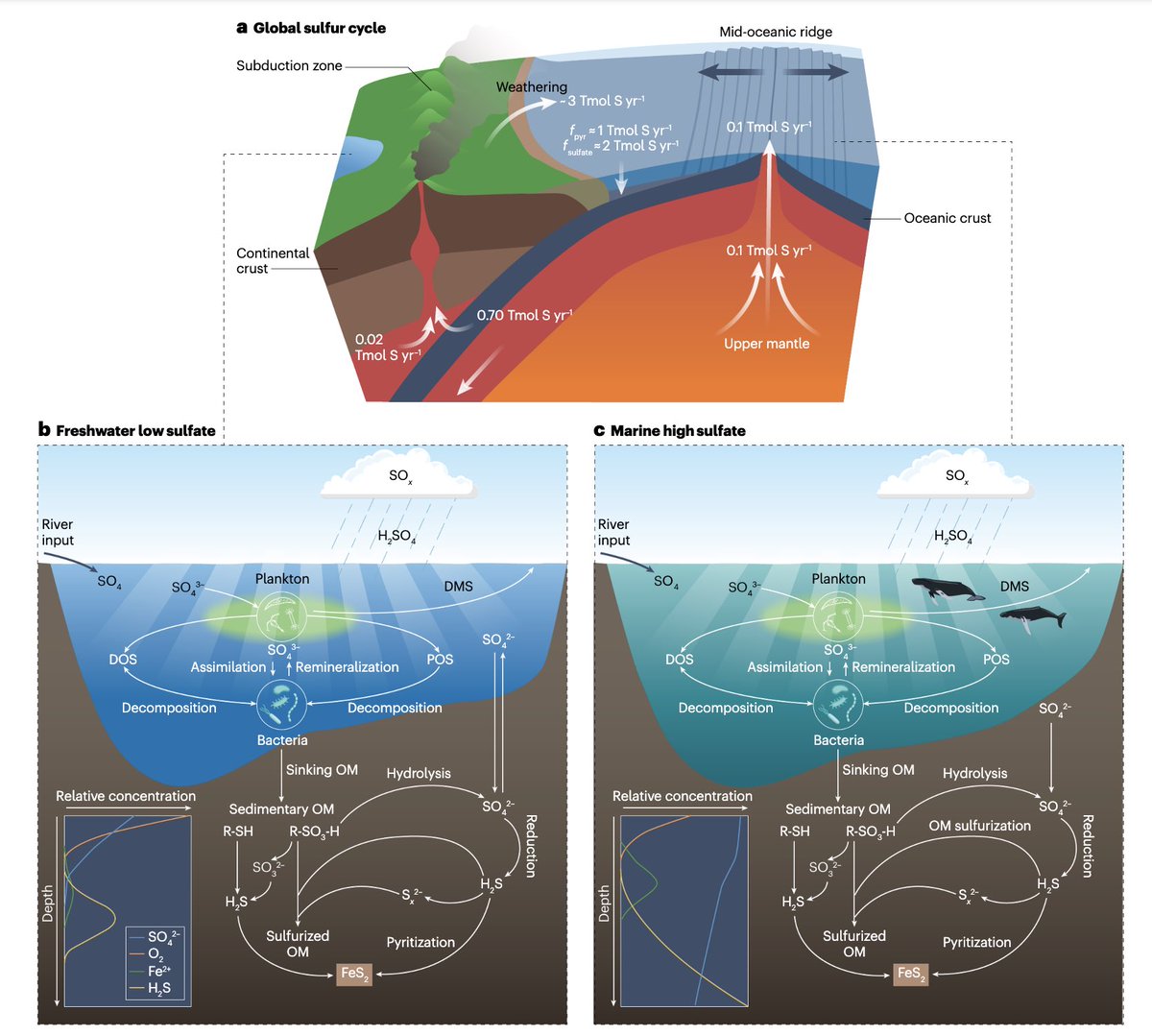 Ichiko Sugiyama (@ferrouschiko) on Twitter photo 🚨New paper alert🚨Review paper on “The history of Earth’s sulfur cycle” is out now <a href="/NatRevEarthEnv/">Nature Reviews Earth & Environment 🌈</a> ! Link here: rdcu.be/d2vpe ! #sulfur #earthhistory #geology #biogeochemistry 🚨New paper alert🚨Review paper on “The history of Earth’s sulfur cycle” is out now <a href="/NatRevEarthEnv/">Nature Reviews Earth & Environment 🌈</a> ! Link here: rdcu.be/d2vpe ! #sulfur #earthhistory #geology #biogeochemistry