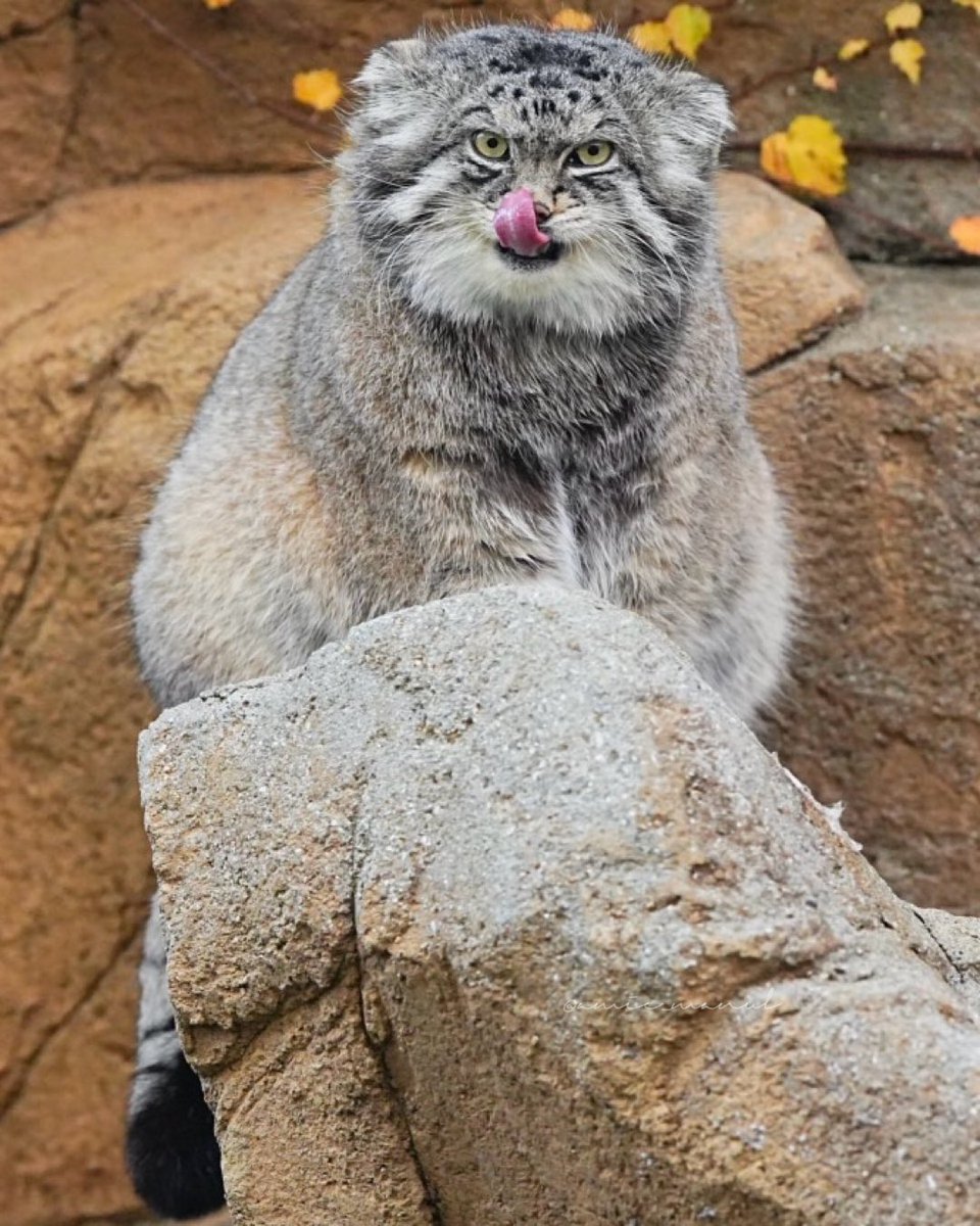 amie_manul's tweet photo. イーリスくん Iris #王子動物園 #マヌルネコ #manul  #манул #pallascat  #兔猻 https://t.co/pcxHKVNulg