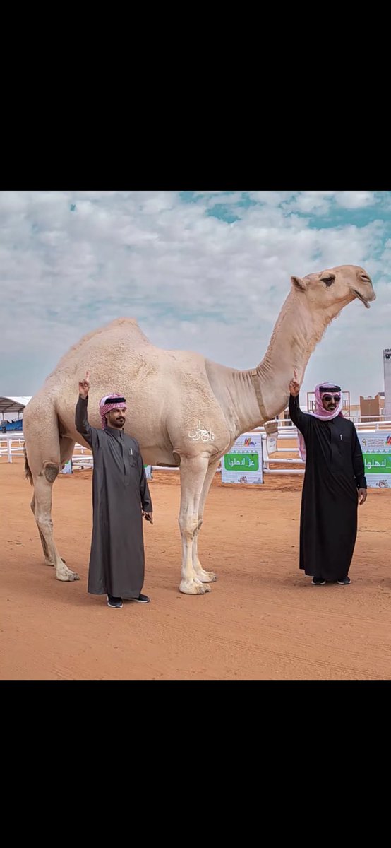 falehqasham's tweet photo. لا احتمى الشوط الحماسي فجايزة الامام
احتزم ، واعصابة الراس يطرخها السطر

لـ اسعديٍ ، لا احتمى الشوط في يوم الزحام
ماتعذّر وان حضر قلّط الموت الحمر

شيخة الوان المغاتير مافيها كلام
وشوطها محسوم ، قدام يعلن من ظهر

زينها لاروحت عقب تقليد الوسام
والحشود امن الجماهير مطغيها الدجر https://t.co/RmqKGkWkkU