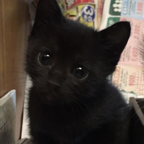 ricky as cats tweet media
