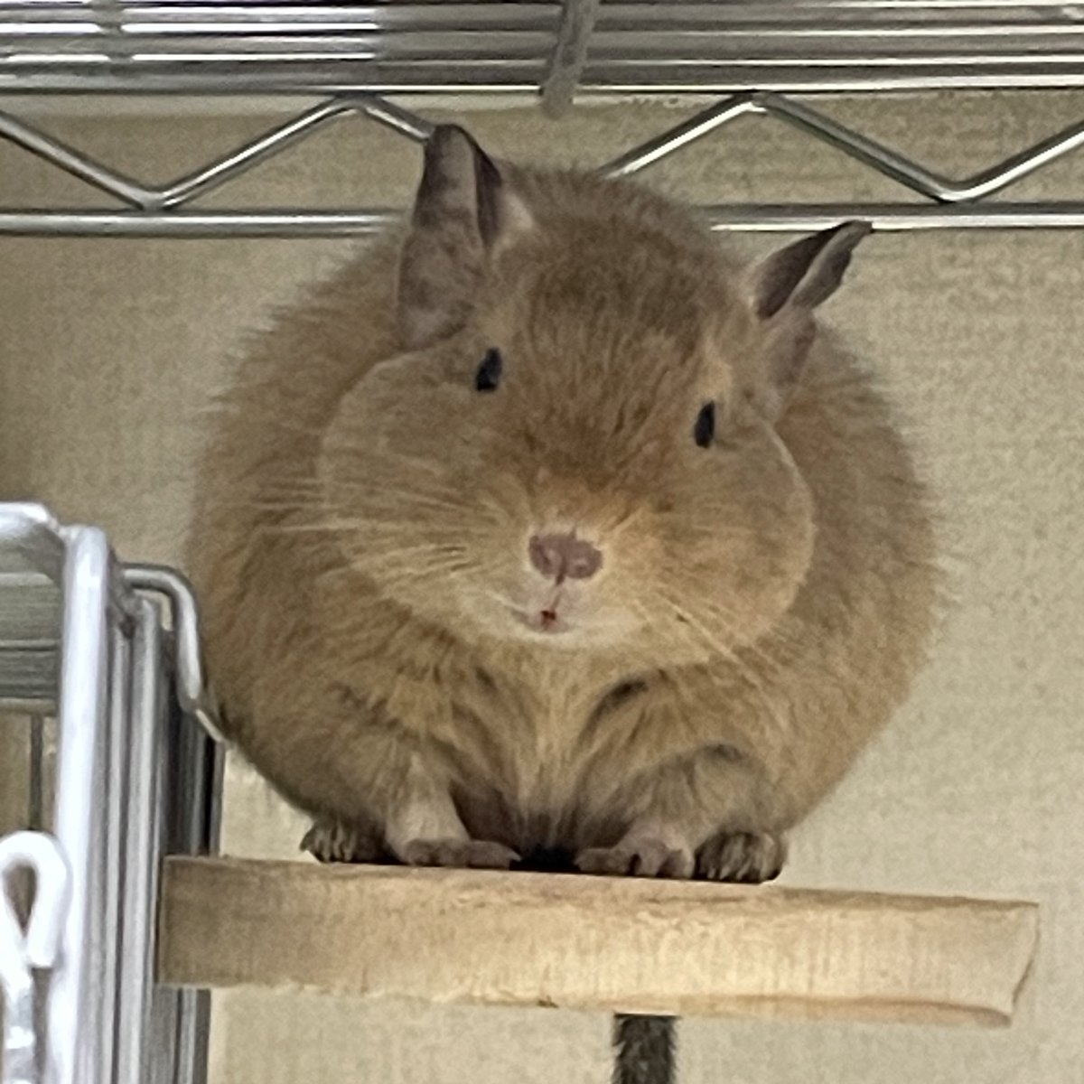 oTFd9eAltT2684's tweet photo. 「ニンゲンは愚か」
#デグー https://t.co/OpjYZn9Dlm