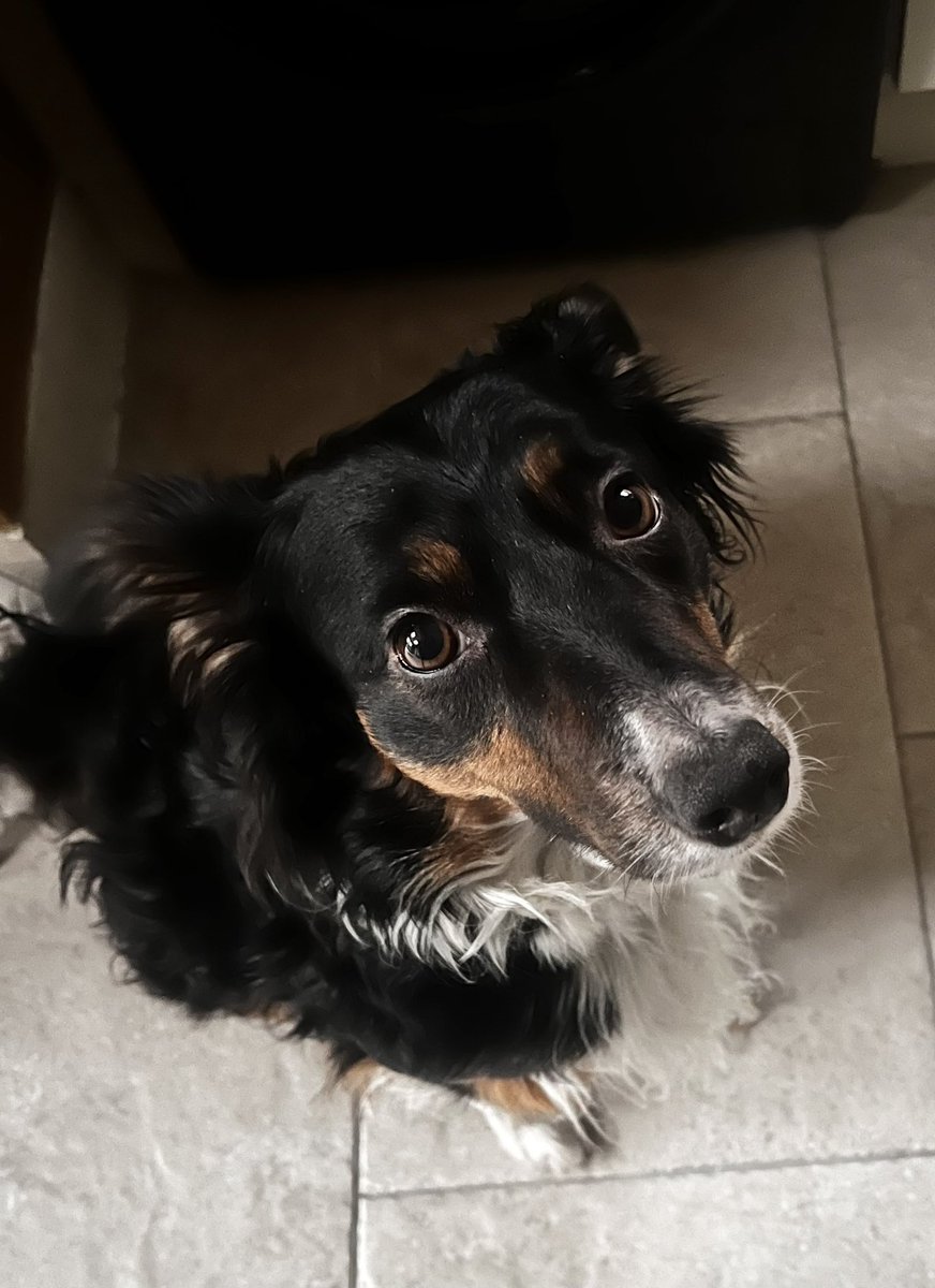 rogan_brendan's tweet image. I said we’ll go out for a walk when it’s no longer pouring with rain outside so stop looking at me like that 🐶🥺🤷🏻‍♂️ #dogs #bordercollie #EyeControl
