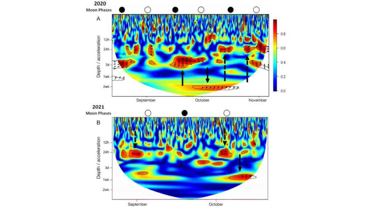Yannis Papastamatiou (@dr_yannis) on Twitter photo New paper! We use telemetry to identify behaviors of goliath grouper while they form seasonal spawning aggregations. We show how these behaviors change with the lunar cycle, temperatures and current strengths. int-res.com/abstracts/meps… New paper! We use telemetry to identify behaviors of goliath grouper while they form seasonal spawning aggregations. We show how these behaviors change with the lunar cycle, temperatures and current strengths. int-res.com/abstracts/meps…