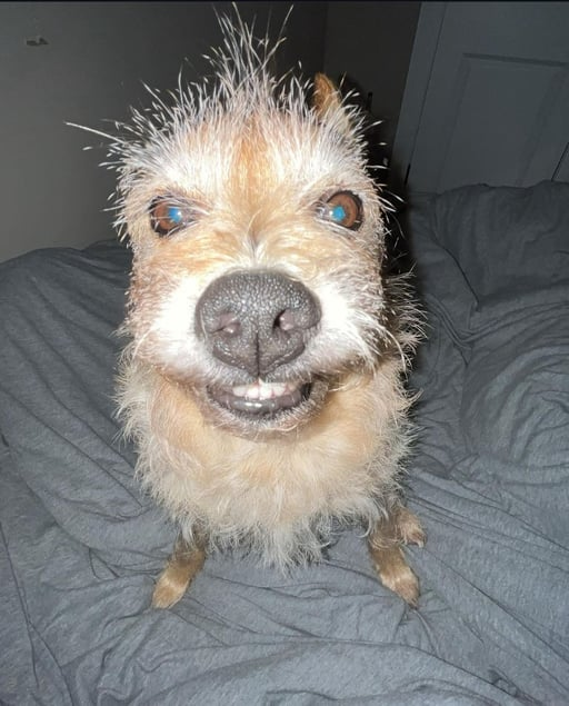 TaraPump tweet media