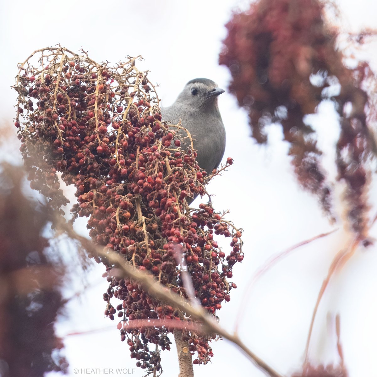 Heather Wolf tweet media
