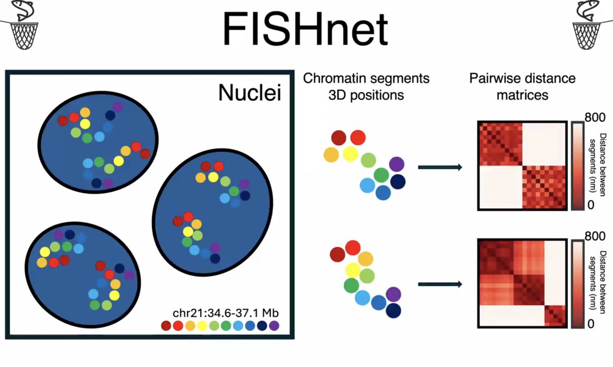 Jenn Cremins (@creminslab) on Twitter photo Congratulations to Rohan Patel <a href="/PatelRohanD/">Rohan Patel</a>: Awarded an NIH fellowship for his work to computationally explore chromatin patterns and mechanisms of loop extrusion in sequential oligopaints imaging data. doi.org/10.1101/2024.0… Congratulations to Rohan Patel <a href="/PatelRohanD/">Rohan Patel</a>: Awarded an NIH fellowship for his work to computationally explore chromatin patterns and mechanisms of loop extrusion in sequential oligopaints imaging data. doi.org/10.1101/2024.0…