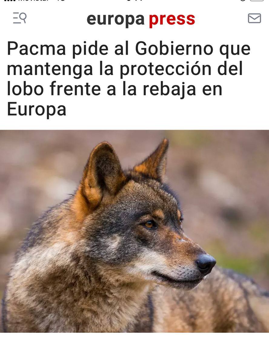 🐺¡El Gobierno debe seguir protegiendo al lobo!

❌El Comité del Convenio de Berna del Consejo de Europa <a href="/coe/">Council of Europe</a> <a href="/coe_esp/">Consejo de Europa</a> haya respaldado una propuesta de la UE para rebajar el estatus de protección del lobo de «estrictamente protegido» a «protegido». Esto deja al lobo más expuesto