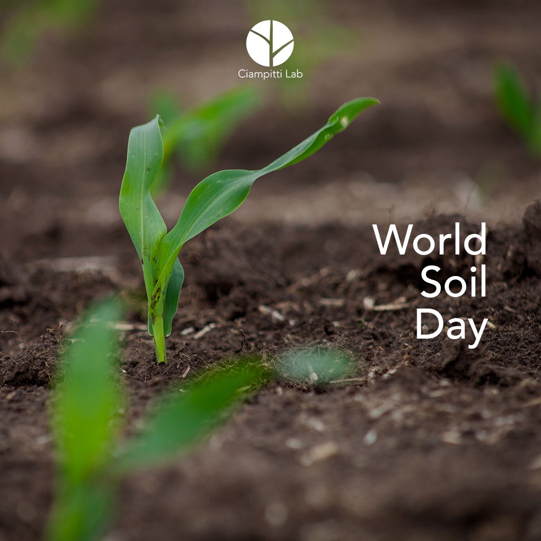 Happy #WorldSoilDay!

🌱 From growing our food to filtering water and storing carbon, it’s the foundation of a healthy planet.

Today, let’s celebrate and commit to protecting this vital ecosystem 🌍

#WorldSoilDay #WeAreCiampittiLab
