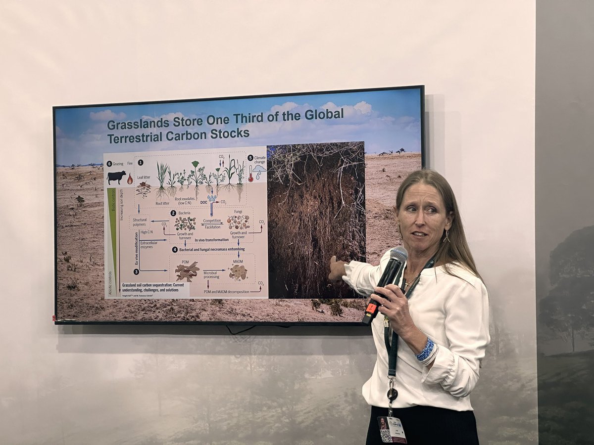 CIFOR-ICRAF (@cifor_icraf) on Twitter photo Did you know that grasslands store one-third of the global terrestrial carbon stocks, but rangeland systems are often the most degraded?
<a href="/lawinowiecki/">Leigh Ann Winowiecki</a> discusses how the LDSF and its applications in assessing and monitoring soil health can help rebuild these ecosystems. Did you know that grasslands store one-third of the global terrestrial carbon stocks, but rangeland systems are often the most degraded?
<a href="/lawinowiecki/">Leigh Ann Winowiecki</a> discusses how the LDSF and its applications in assessing and monitoring soil health can help rebuild these ecosystems.