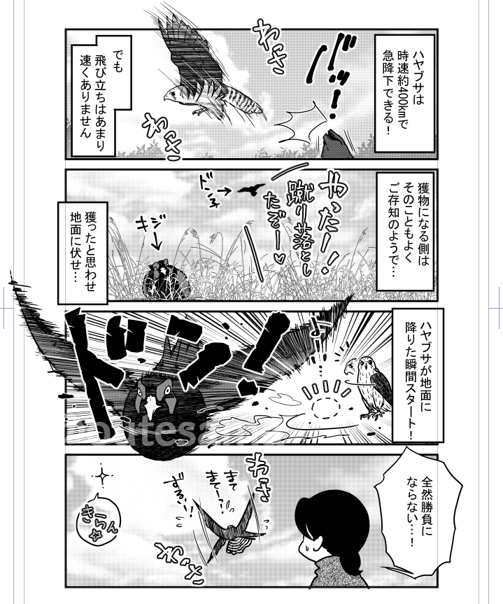 猛スピードで急所を…というのが本当に難しいですよね…
どうしても蹴り易い広い面…獲物の背中を蹴りたがる。
ドバトくらいのサイズならそれでもいいけれど、相手がキジくらいのサイズになると、それでは死や気絶まで至らない=食えないこともありまして。