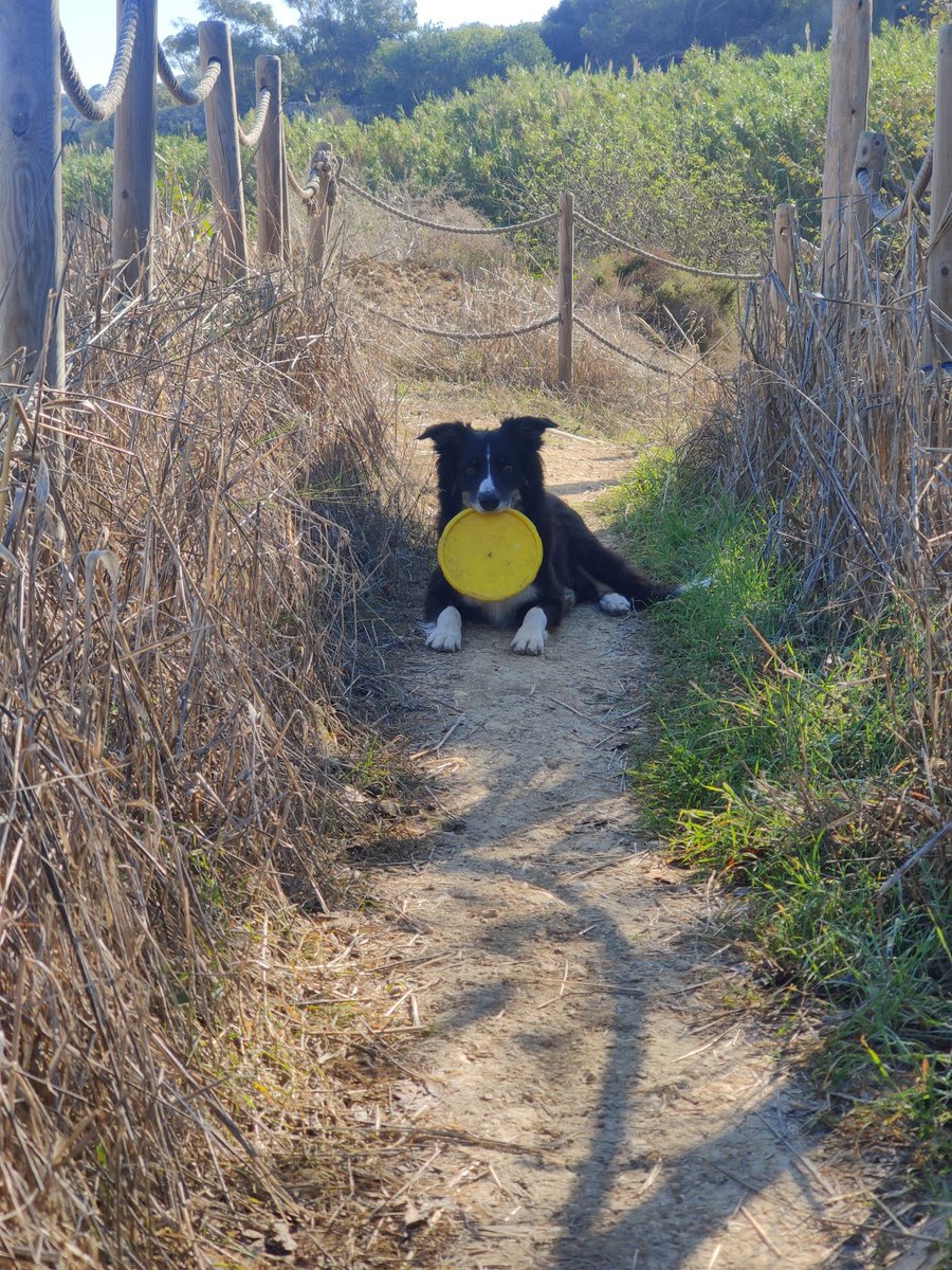 Sven Codes tweet media