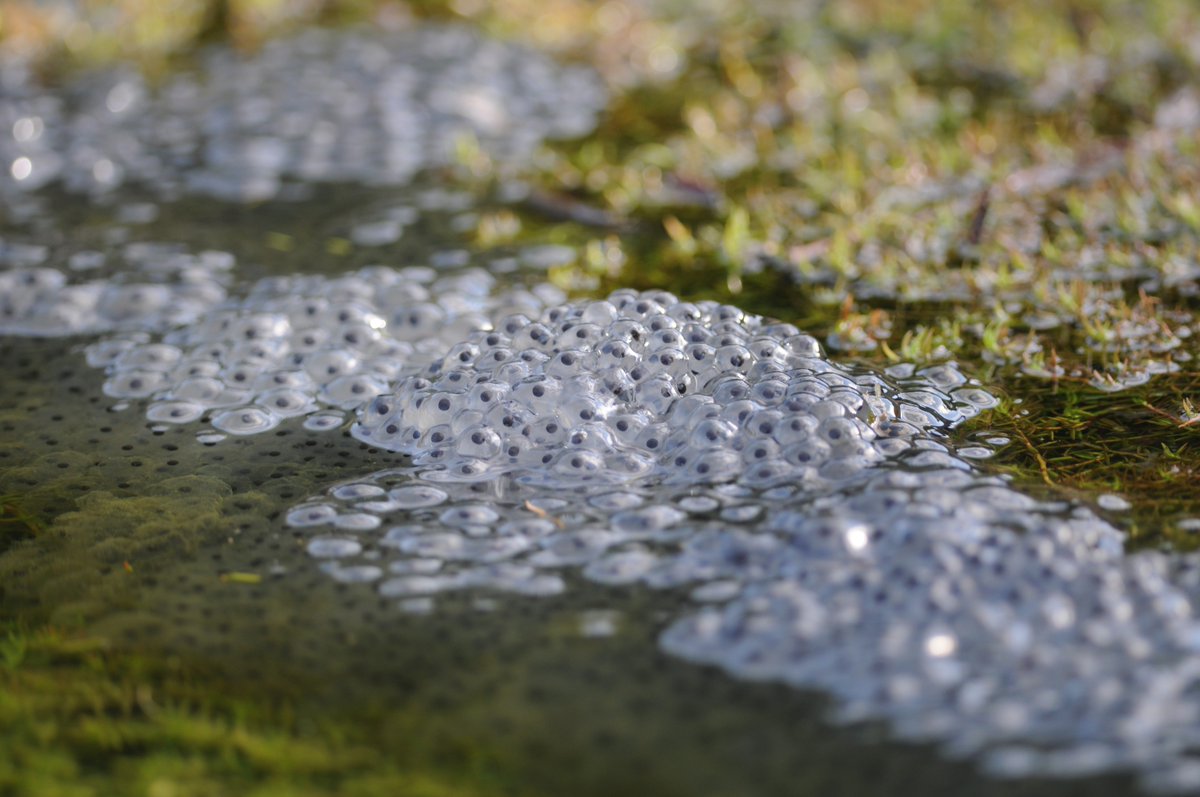 ARC_Bytes's tweet photo. 📢 It's time for the #SpawnSurvey! Can you help @Freshwaterhabs to map sightings of common toad and common frog spawn?
Visit the FHT website to find out more, and don't forget to tagr spawn photos with #SpawnSurvey ➡️
https://t.co/E6VXmfbKbq https://t.co/5NtKIjr56O