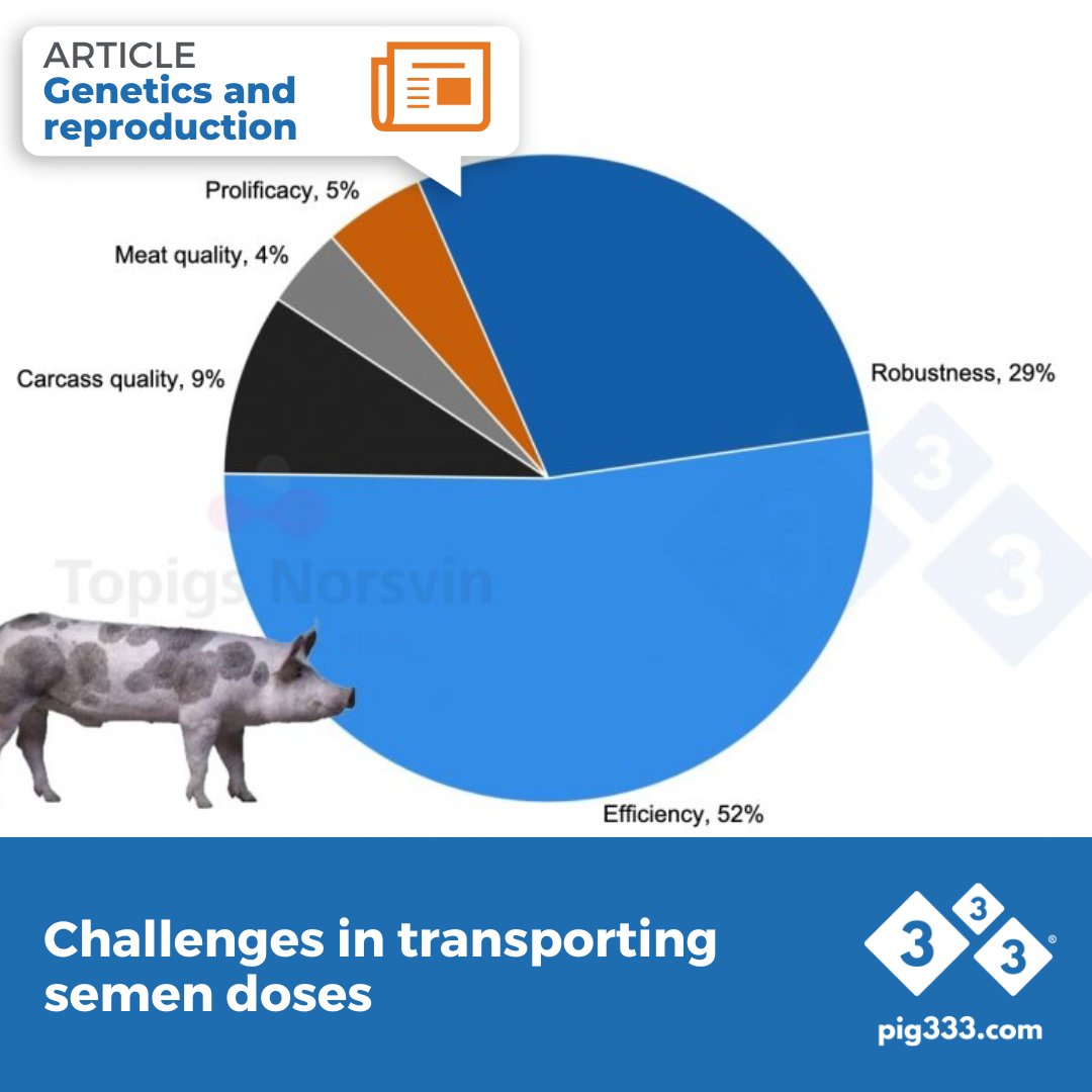 Sánchez-Osorio describes the characteristics of the different terminal boar lines developed by Topigs Norsvin for each type of market, prioritizing lean yield or meat quality. 🐖✨🧬

🔗 pig333.com/articles/topig…

#PIG333 #SwineGenetics #TopigsNorsvin #PigFarming