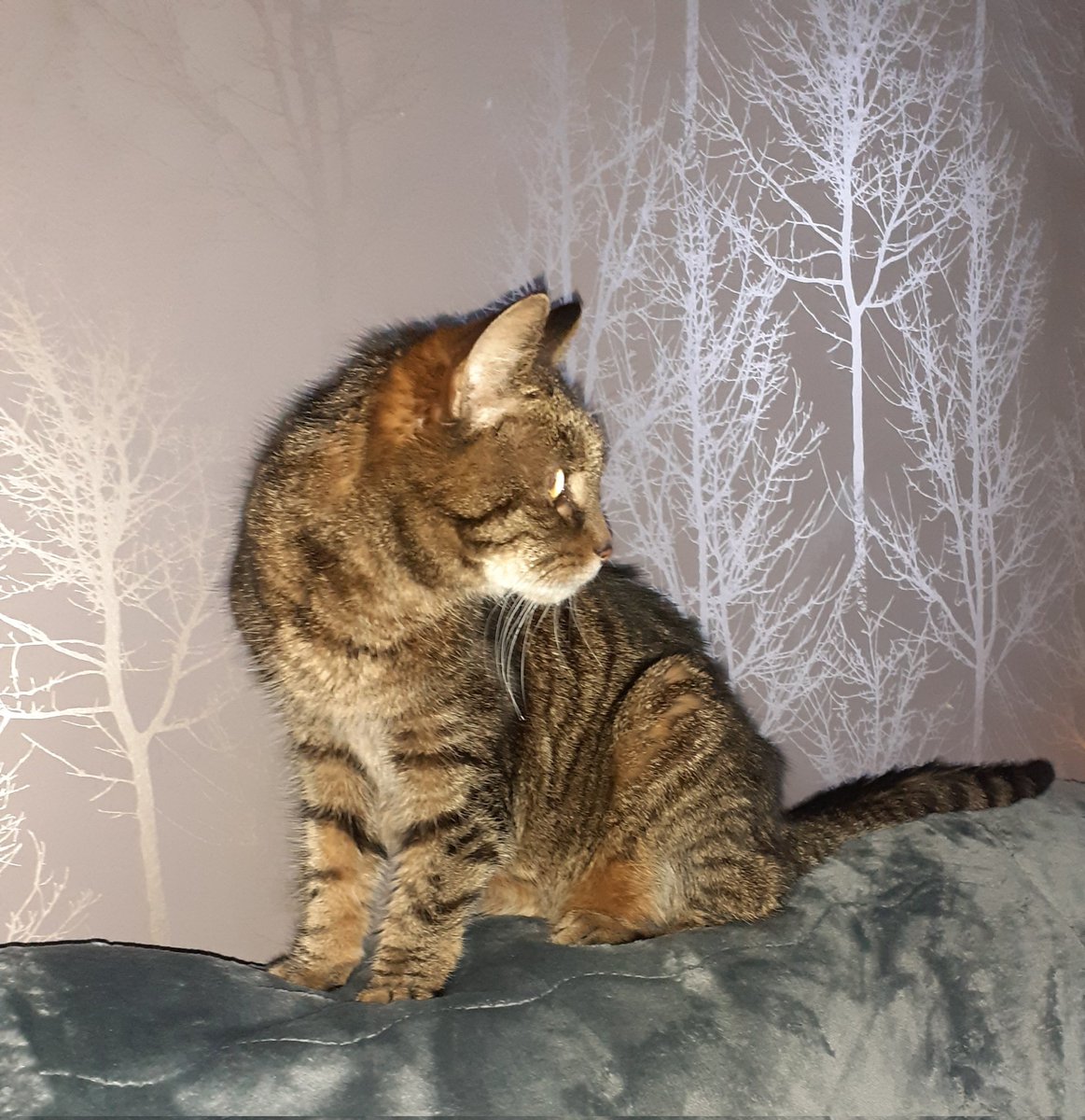 Alison ❤🐱 tweet media