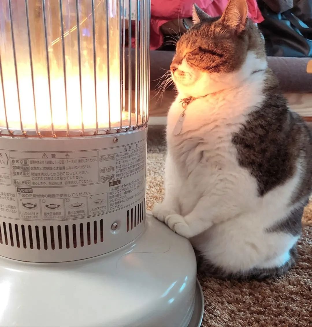 PunchingCat's tweet photo. https://t.co/h2EnVFeqFc