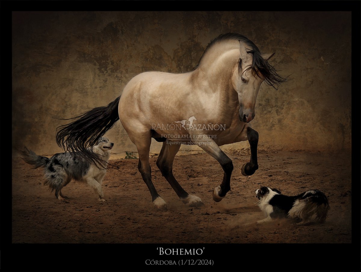 ramonazanon's tweet image. 'Bohemio' junto a sus inseparables compañeras 'Layla' y 'Mila'.