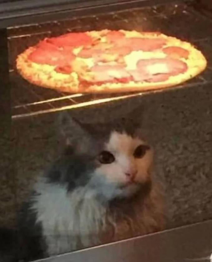 Your Favourite Cat Page tweet media