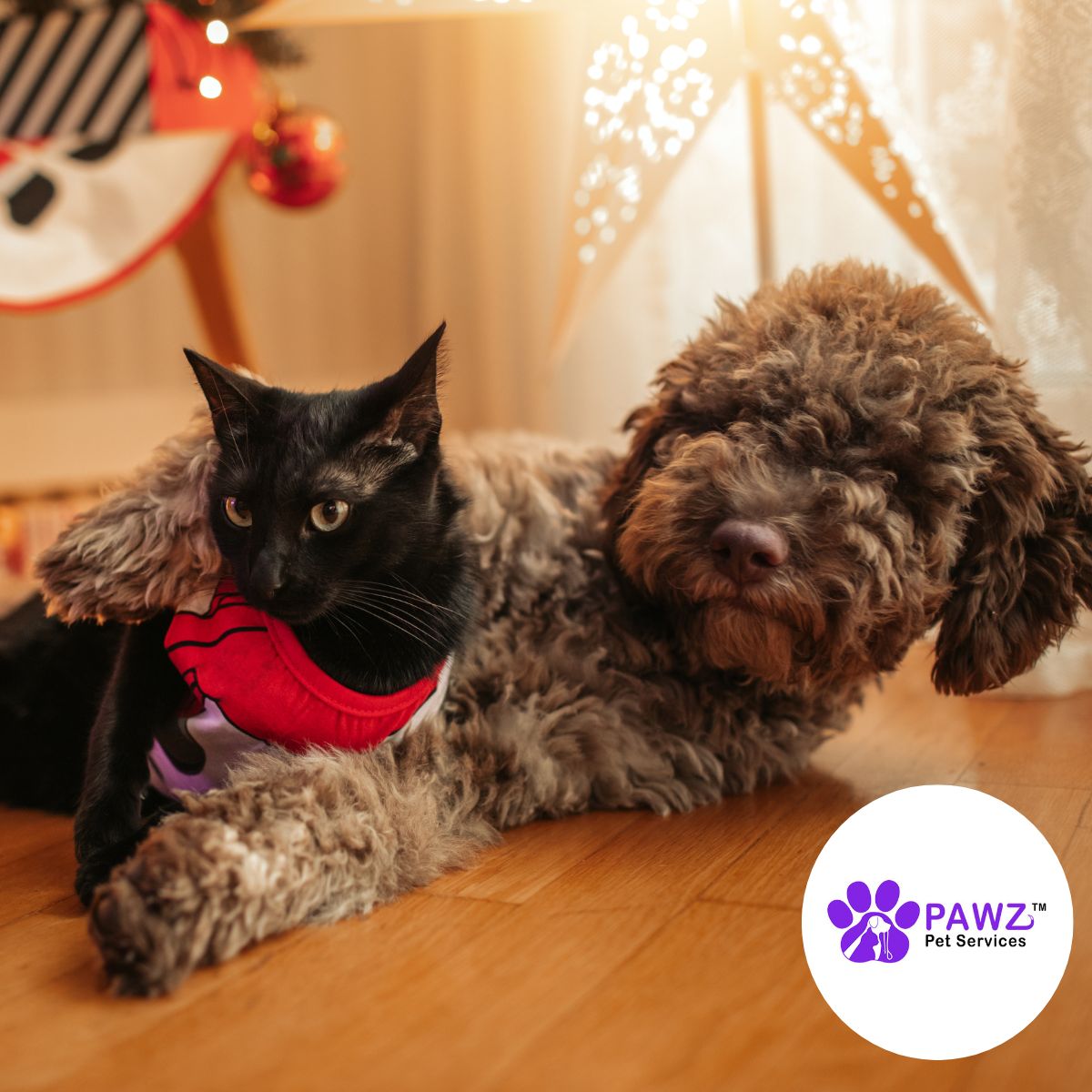 PawzServices's tweet photo. Now booking for winter and holiday pet sitting in the Raleigh and Asheville areas!

Get in touch today at https://t.co/HWM8B8OOQ0. 

#petsitting #dogwalkers #dogs #cats #NorthCarolina #Raleigh #Asheville #holidays https://t.co/XZGHhxAuwI