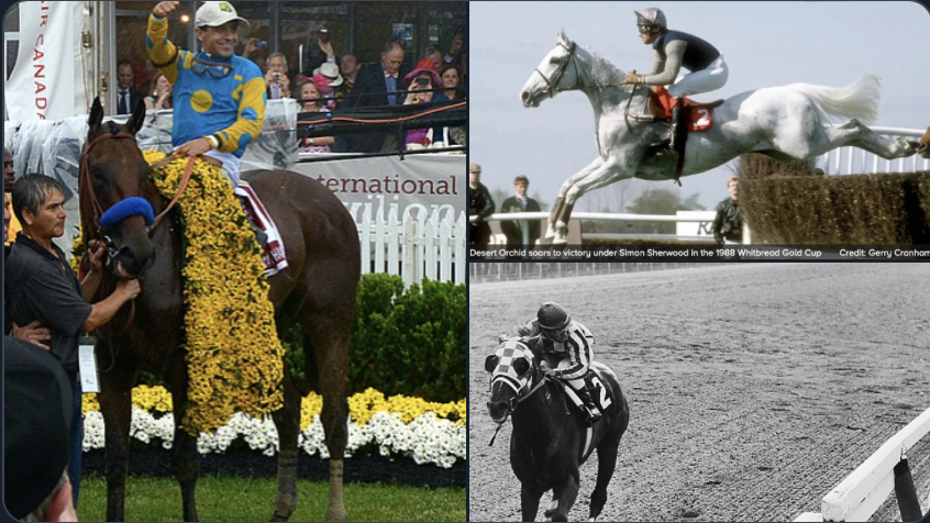 USASteeplechase's tweet photo. The Greatest Decade in Horse Racing was__________? 🧐
1970's - #Affirmed #Alydar #Secretariat #SeattleSlew #SpectacularBid #Forego #RedRum #Nijinsky #BrigadierGerard
2010's - #AmericanPharoah #WiseDan #Justify #Arrogate #CaliforniaChrome #GunRunner #Beholder #Enable #Frankel #HurricaneFly #AnniePower
2000's - #SeaTheStars #SmartyJones #Barbaro #MineThatBird #Curlin #Tiznow #Zenyatta #Ghostzapper #BestMate #KautoStar #Denman #RachelAlexandra
1980's - #SundaySilence #JohnHenry #WinningColors #Shergar #DancingBrave #Alysheba #Ferdinand #DawnRun #DesertOrchid
If you enjoy this content share the love with a retweet and a follow 🙌
#GreatestDecade