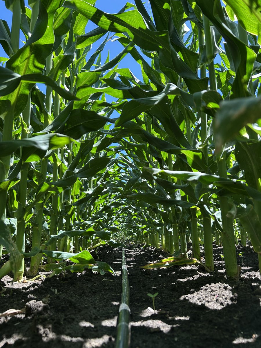 Santiago Bayce tweet media