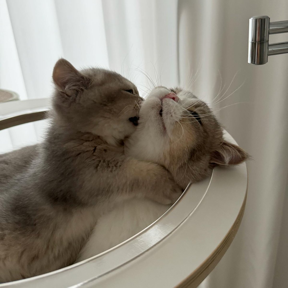 CuteCatsMagic's tweet photo. https://t.co/NTmdKSulux