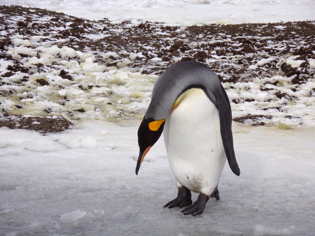 SueQuelch tweet media