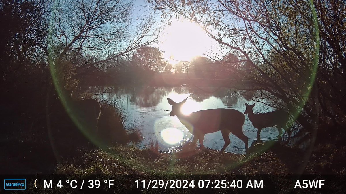 Trail_Cams's tweet image. 