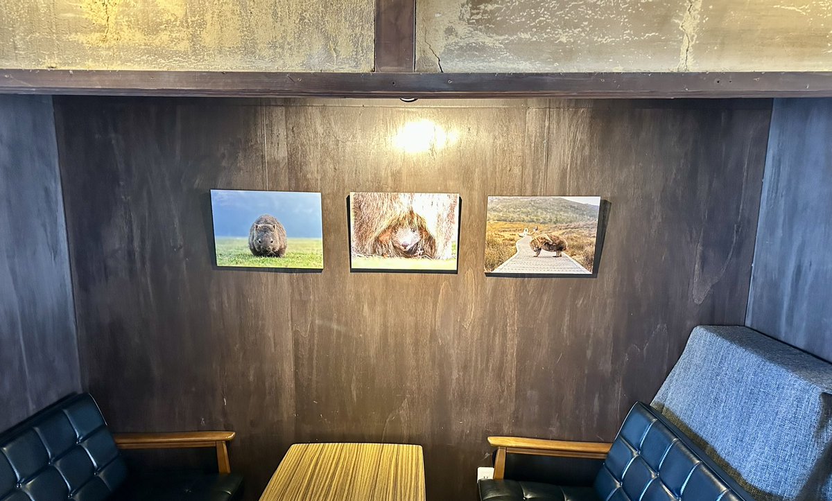tama080707's tweet photo. 昨日はZOO友さんの写真展に
行って来ました😊
今回はオーストラリア、タスマニア島でのお写真です📷
野生のウォンバットが可愛い💕
昭和の佇まいの喫茶店で美味しい
ご飯とコーヒーを楽しみながら
素敵な写真をご覧になってください。
#喫茶モーニング https://t.co/AUXBK4tk5U