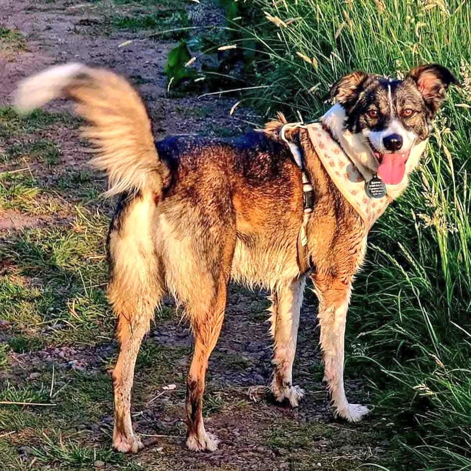 ❤️‼️GORGEOUS BONNIE NEEDS AN URGENT FOSTER OR FOREVER HOME‼️❤️

Bonnie was adopted 5 years ago and is a very loved family member so this is an incredibly difficult and heartbreaking decision for them but they REALLY NEED YOUR HELP ❤️🙏❤️

Despite the family's best efforts, poor