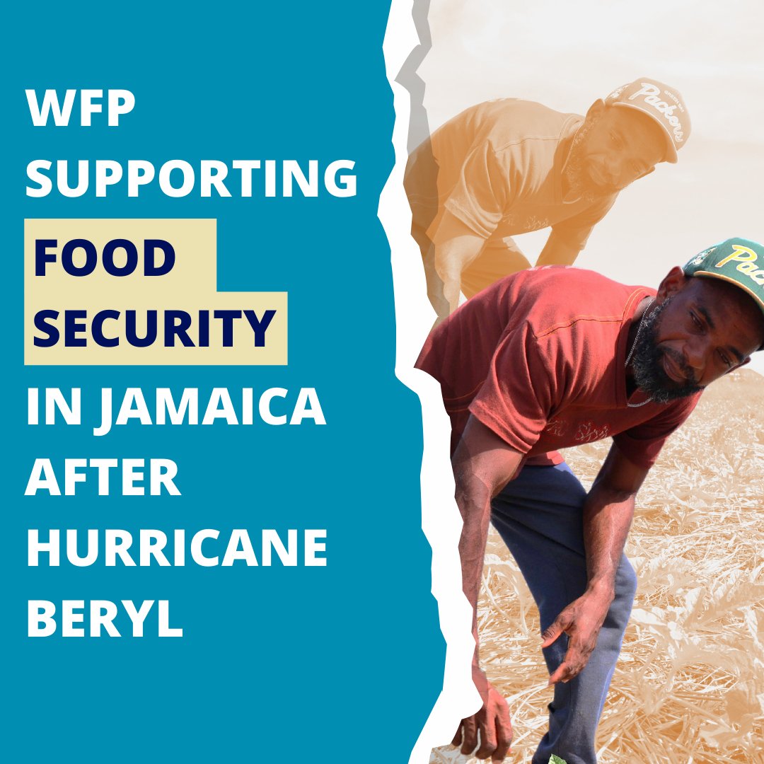 wfp_Caribbean's tweet image. With cash  from WFP, Bobby Blair bought food &amp;amp; much needed fertilizers. Through partnership with
@JamaicaMlss, WFP launched The Beryl Cash Assistance Programme to help 11,500 people after #HurricaneBeryl. This was part of WFP’s overall support for national recovery. #UNSupport